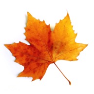 Title: fall leaf graphic